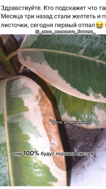 Главная ошибка новичков - #полив ! #растения #plants #пятна? смотреть онлайн