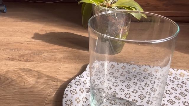 РАЗРЕЗАЛА ОРХИДЕЮ НА ЧАСТИ 😱 ВАЗА для "ДЖУЛИИ" смотреть онлайн