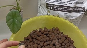 Пересадка алоказии в керамзит Симплекс
