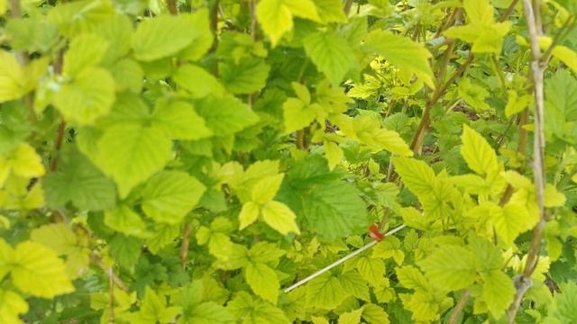 У малины желтеют листья....что делать?