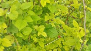 У малины желтеют листья....что делать?