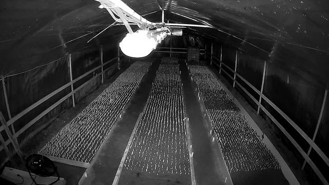 Прямая трансляция из теплицы смотреть онлайн