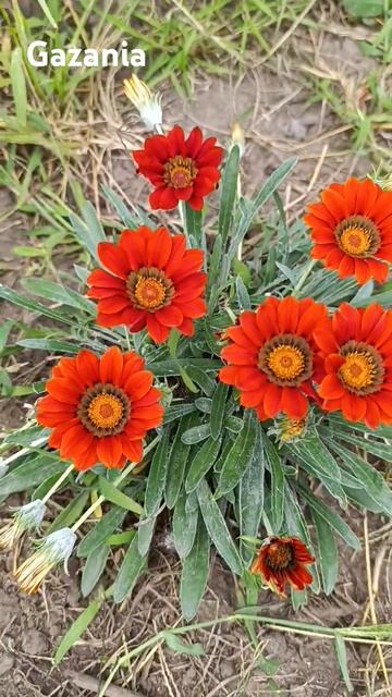 #beautifulflowersintheworld #gardenflowers Gazania, Газанія, однорічні квіти смотреть онлайн