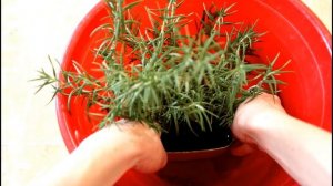 Что делать, если пересохла земля в цветочном горшке