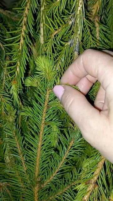 заготовка еловых побегов на зиму смотреть онлайн