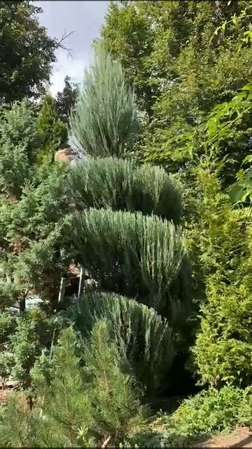 стрижка спирали можжевельник смотреть онлайн