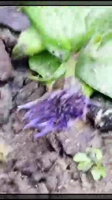 Горный Василёк цветёт 12 января 25 г смотреть онлайн