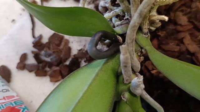 Две орхидеи из одной.24.11.2024.Сев.Каз..Ч.743. смотреть онлайн