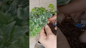 Плющ Хедера | Сгнили корни, что делать? #плющ #плющсгнил