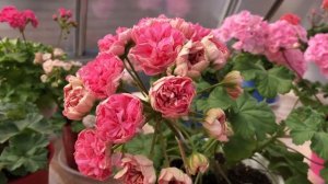 Пеларгония. Eva Fly. Ева Флай