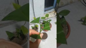 Размножение лимонов черенками, все просто