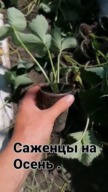 Заказ рассады ЗКС, на осень , весну #Санда, Клери ,Азия # смотреть онлайн