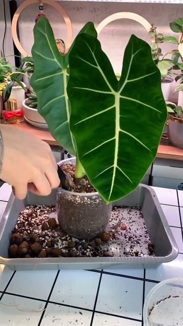 Alocasia Frydek / Алоказия Фрайдек #plants #plantscare #houseplants #repottingplants смотреть онлайн
