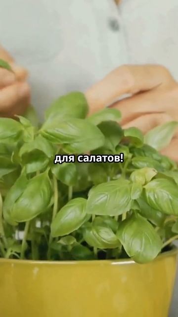 Как отпугнуть комаров на даче без химии #дачники #кома? смотреть онлайн