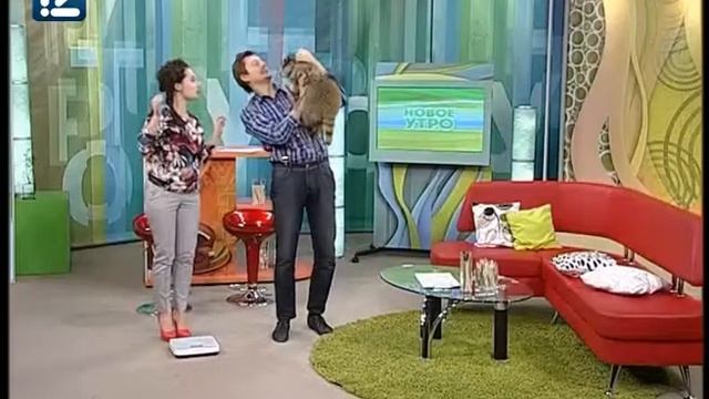 Енот смотреть онлайн