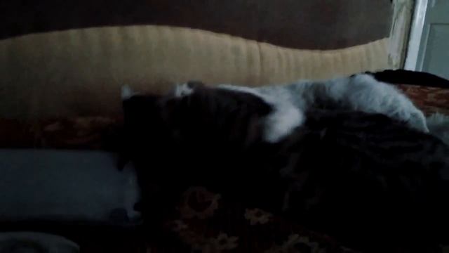 Видео с моими котами Снежком и Барсиком!