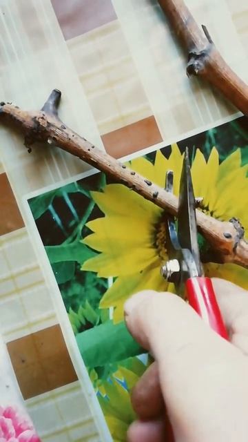 Лоза винограда после хранения.