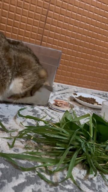 Кошка кушает свежую траву в ташкенте #ташкент #toshkent #ко смотреть онлайн