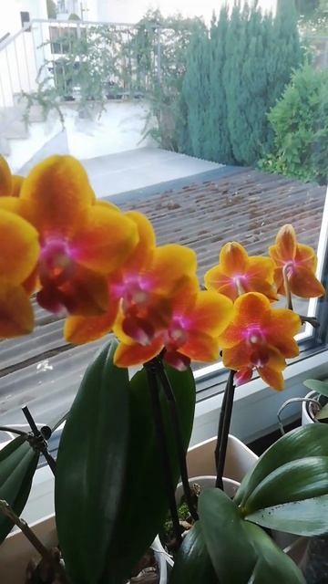 Фаленопсис Sogo Lawrence смотреть онлайн