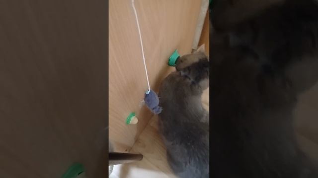 Новая мята для кошки #кошки #мята смотреть онлайн