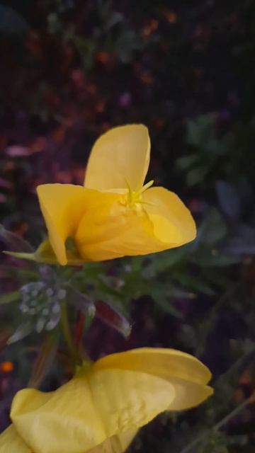 Лунный цветок смотреть онлайн