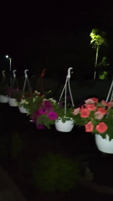 #ампельная петуния вечер атмосферненько смотреть онлайн