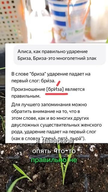 Бриза амазонка: от травинки до роскошного сухоцвета. #?