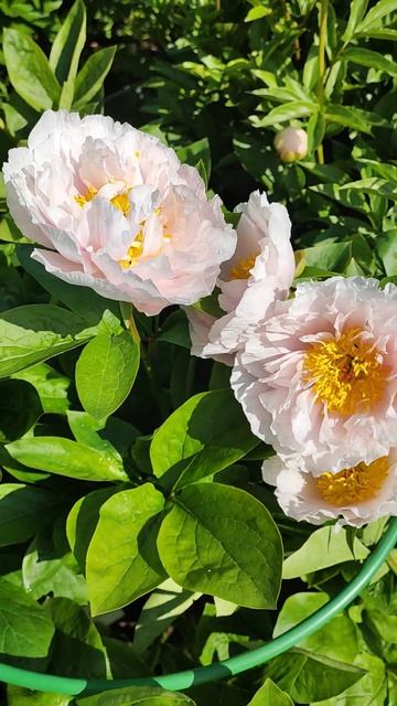 Красивый пион, в полном роспуске. смотреть онлайн