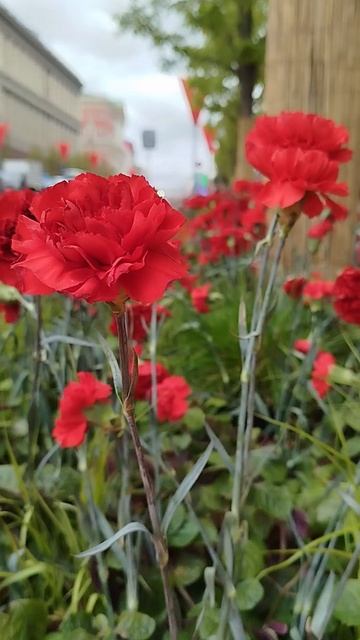 Гвоздики на Тверской к 9 мая смотреть онлайн