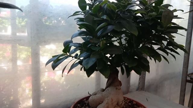 Цветочный магазин в Салониках! смотреть онлайн