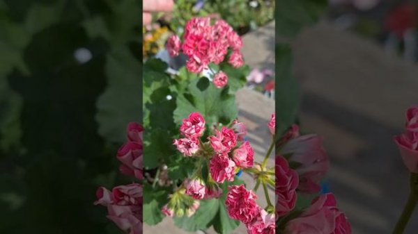 СИМ Пралине