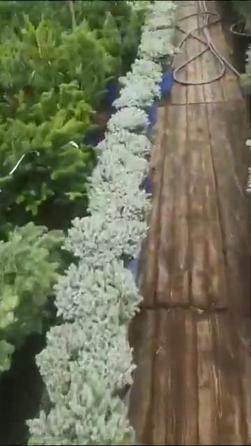 Пихта Айсбрекер 6500 смотреть онлайн