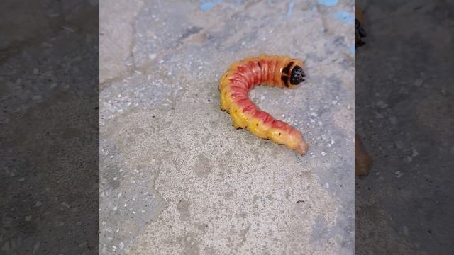 Древоточец пахучий,вредитель #гусеница #насекомые смотреть онлайн