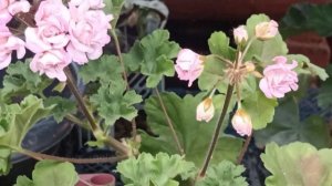 Пеларгония ЮВ Звезда Водолея