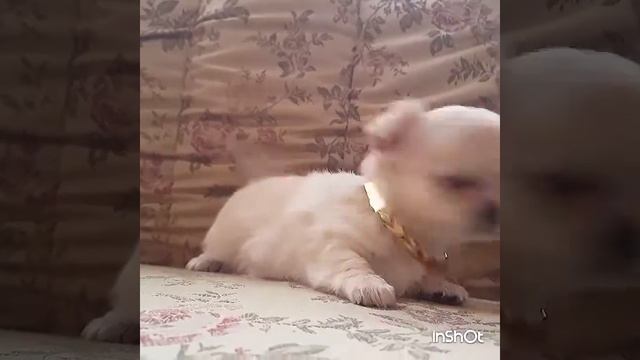 Девочка чихуахуа смотреть онлайн