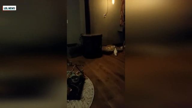 Такие смешные попугаи смотреть онлайн