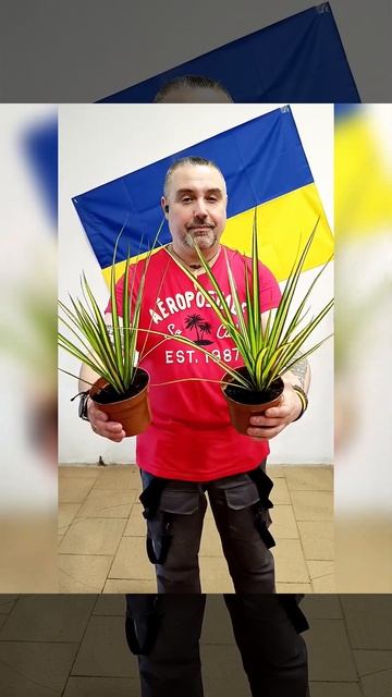 Драцена Санрайз, цена 250 гривен! Бронь в вайбер 0996782355 смотреть онлайн
