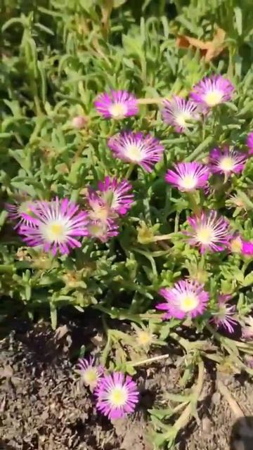 Часть 1 : Делосперма из семян смотреть онлайн