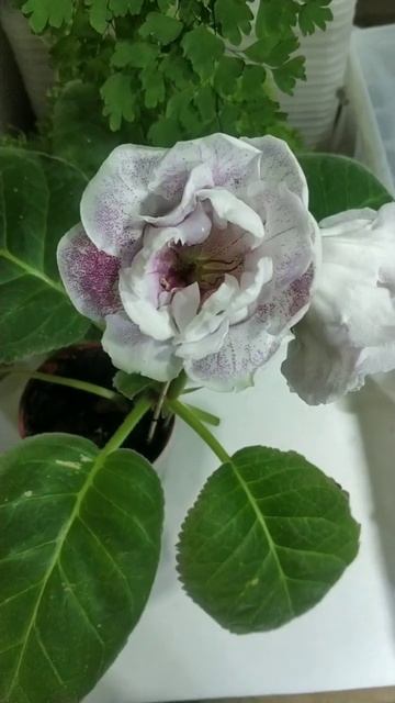 Глоксиния"Белокурая Жизель" смотреть онлайн