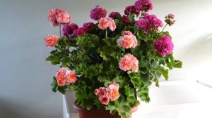 #57. Эрик Туманность Льва - сорт пеларгонии