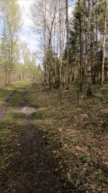 #shorts Лес оживает #весна #лес #природа #подмосковье #перв смотреть онлайн