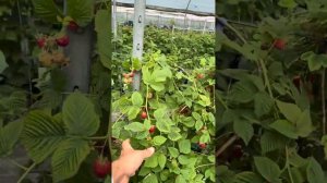 Сорт малины ВАЙОЛЕТ