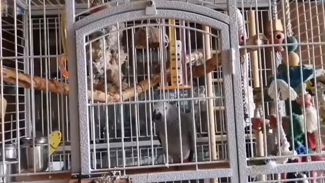 Жако издает прикольные звуки смотреть онлайн