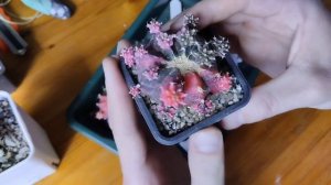 Почему кактусы цветные? Вариегатные растения.