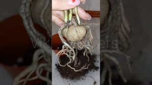 Замиокулькас. Какой горшок выбрать? #замиокулькас #зам