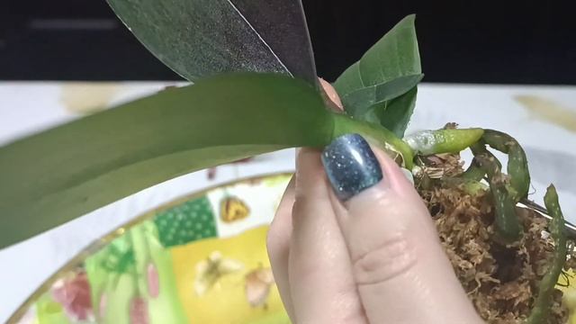 Посадка в мох с керамзитом без стресса для орхидеи 🌿? смотреть онлайн