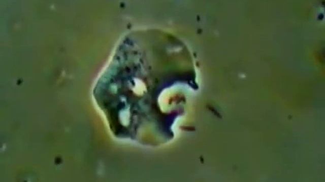 Амеба протей Amoeba Proteus