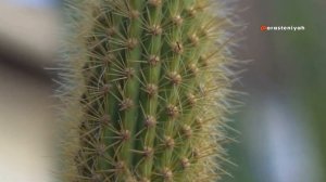 Как Ухаживать за Кактусом в Домашних Условиях 🌵