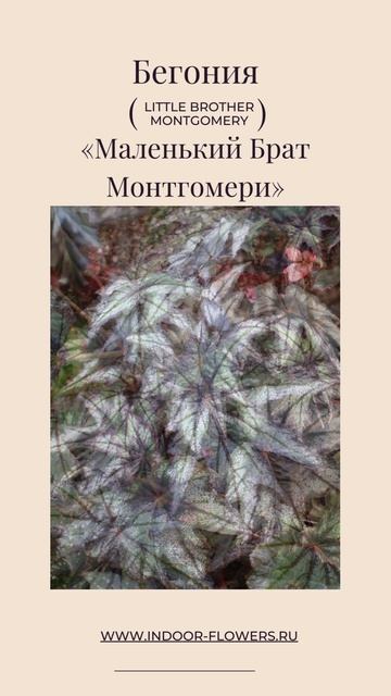 Бегония «Маленький Брат Монтгомери» (Begonia ‘Little Brother Mont смотреть онлайн