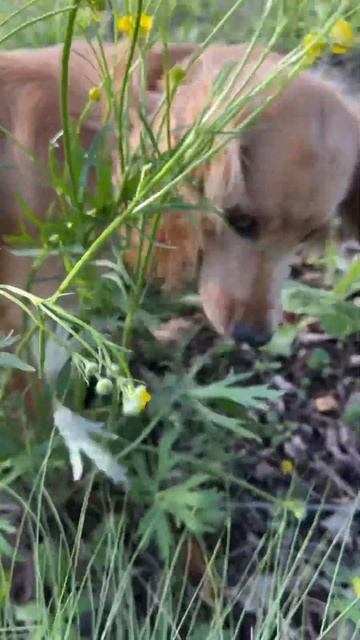 #спаниель#пуля#май#лютик смотреть онлайн